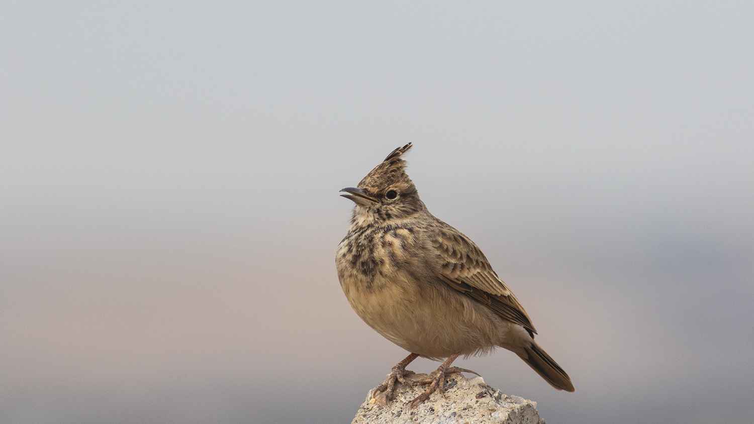 Crested Lark